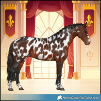 Horse Color:Brown Near Leopard