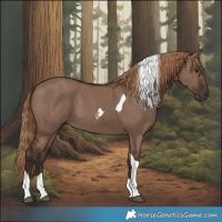 Horse Color:Liver Red Dun Tobiano
