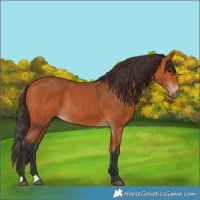 Horse Color:Bay Rabicano 
