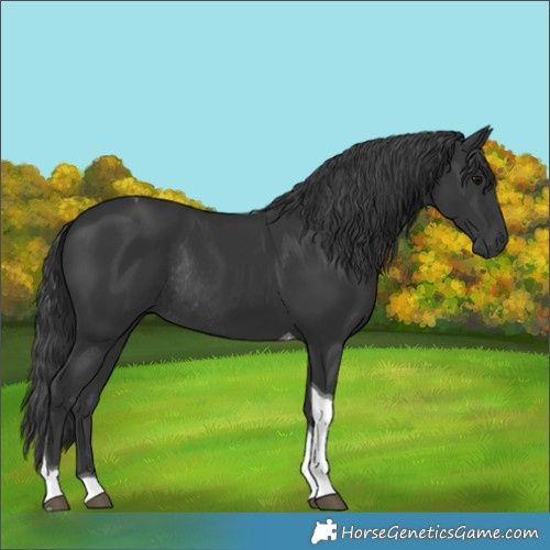 Horse Color:Black Tobiano Rabicano 