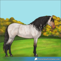 Horse Color:Bay Roan Dun 