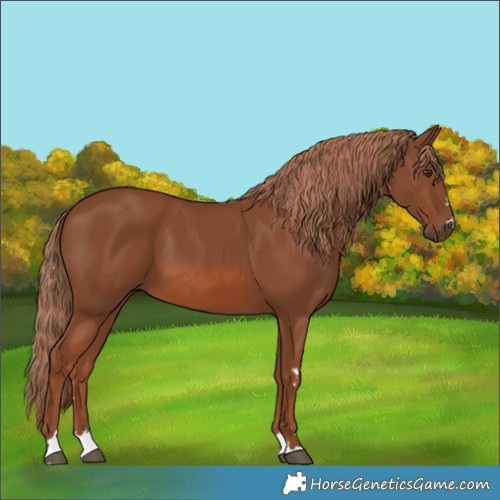 Horse Color:Chestnut 