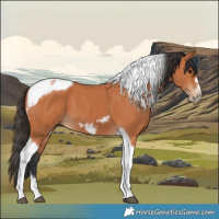 Horse Color:Bay Tobiano Frame 