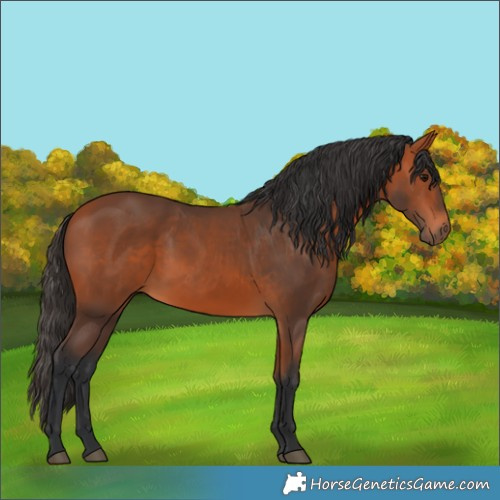 Horse Color:Bay 