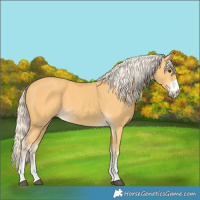 Horse Color:Palomino 