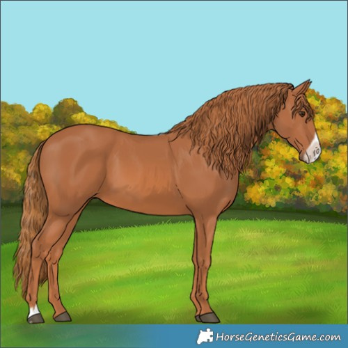 Horse Color:Chestnut Frame 