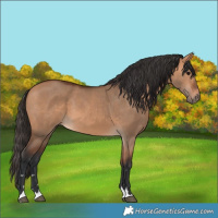 Horse Color:Bay Dun