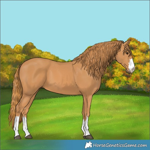 Horse Color:Chestnut 