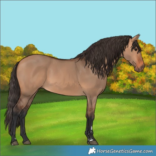Horse Color:Bay Dun 