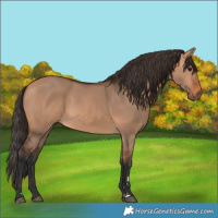 Horse Color:Bay Dun