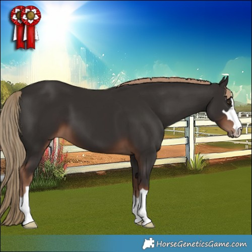 Horse Color:Liver Chestnut 