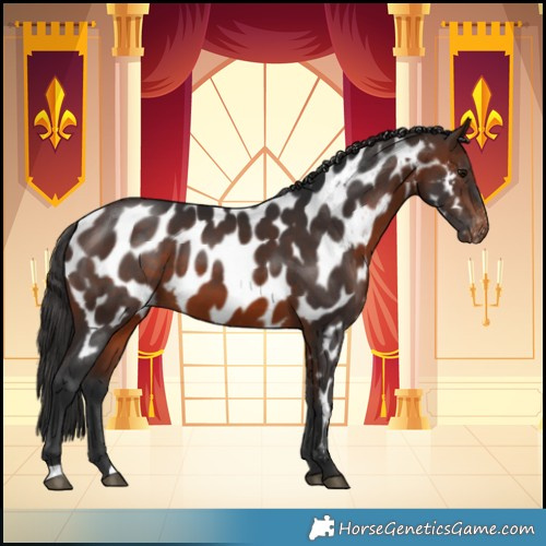 Horse Color:Brown Appaloosa