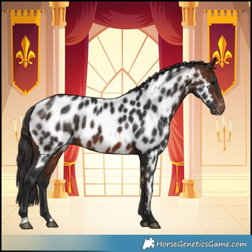 Horse Color:Brown Near Leopard