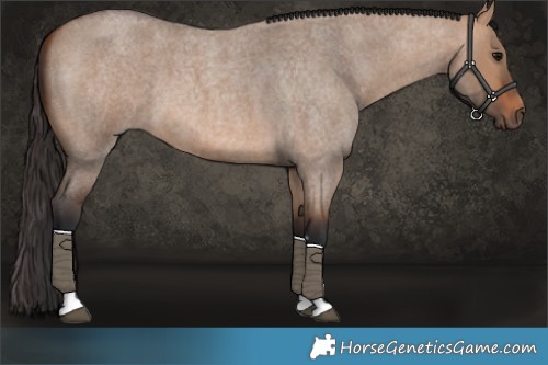 Horse Color:Bay Roan Dun 