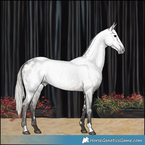 Horse Color:Gray White Spotted Silver Black Blanket 