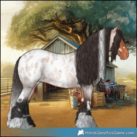 Horse Color:White Spotted Bay Roan Appaloosa 