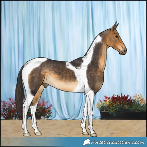 Horse Color:Buckskin Tobiano 