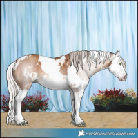 Horse Color:Gray White Spotted Silver Classic Champagne Splash 