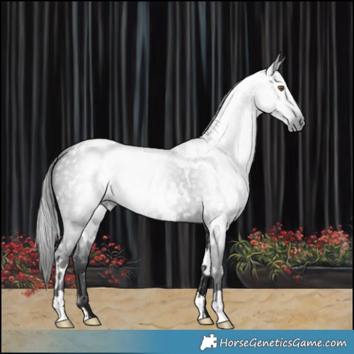 Horse Color:Gray White Spotted Smoky Black 