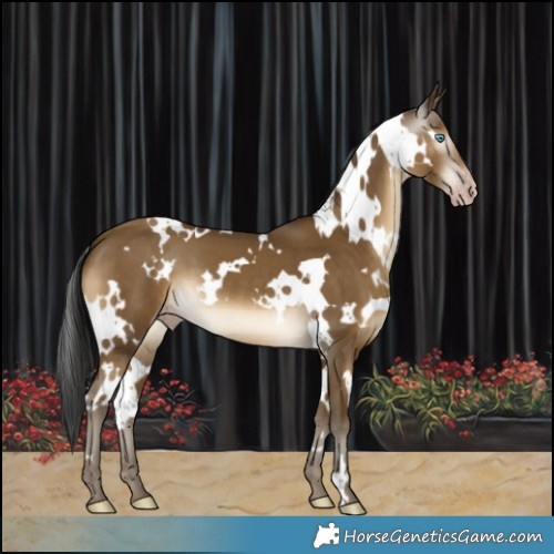 Horse Color:Gray White Spotted Classic Cream Champagne 