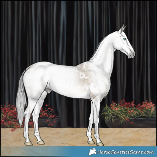 Horse Color:Gray White Spotted Sable Cream Champagne Splash Rabicano 