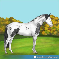 Horse Color:Black Sabino Splash Tobiano Rabicano 