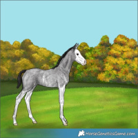 Horse Color:Smoky Blue Roan Sabino Splash