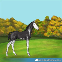 Horse Color:Smoky Black Sabino Splash