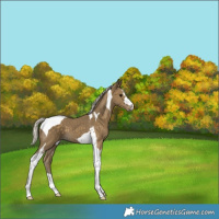 Horse Color:Silver Smoky Black Tobiano 