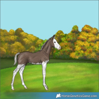 Horse Color:Silver Black Splash
