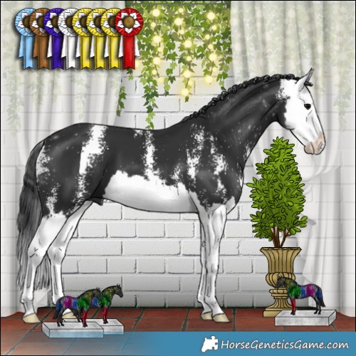 Horse Color:Black Sabino Splash 