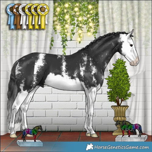 Horse Color:Black Sabino Splash 