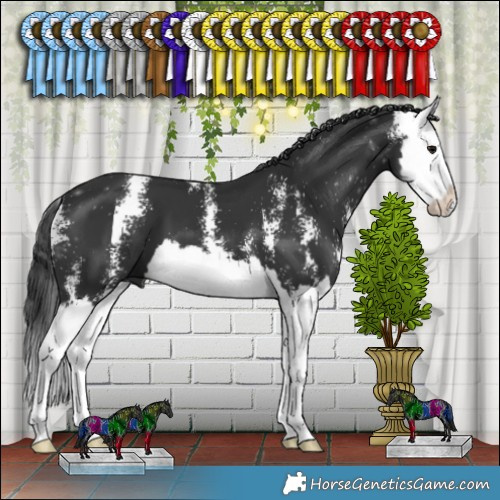 Horse Color:Black Sabino Splash 