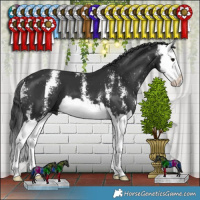 Horse Color:Black Sabino Splash 