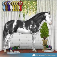 Horse Color:Black Sabino Splash 
