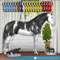 Horse Color:Black Sabino Splash 