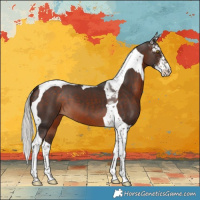 Horse Color:Silver Brown Sabino Tobiano 