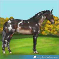 Horse Color:White Spotted Brown 