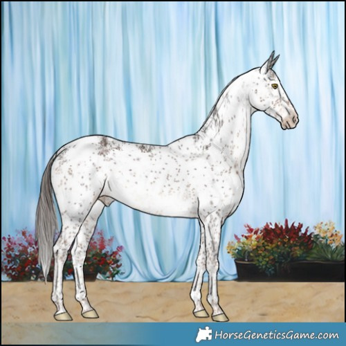 Horse Color:White Spotted Liver Chestnut Sabino 