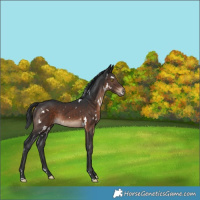 Horse Color:White Spotted Brown