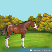 Horse Color:Chocolate Bay Splash 