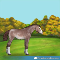 Horse Color:Platinum Chocolate Bay Splash 