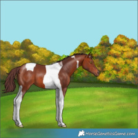 Horse Color:Chocolate Bay Tobiano 
