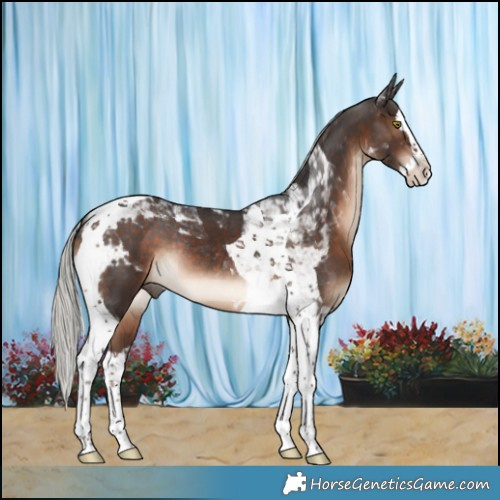 Horse Color:Silver Brown Splash Tobiano Rabicano 