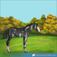 Horse Color:White Spotted Midnight Bay Chinchilla Splash 