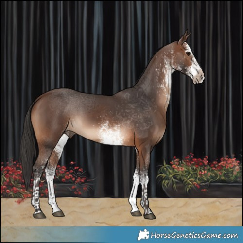 Horse Color:White Spotted Brown 