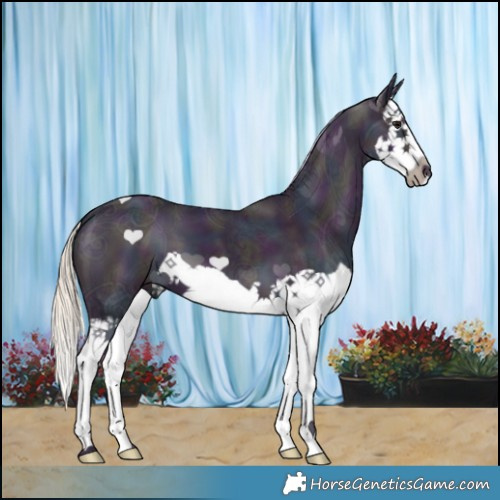 Horse Color:Watercolor Midnight Silver Smoky Black Ice Splash 