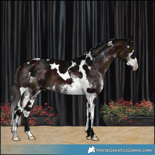Horse Color:White Spotted Midnight Brown Splash Tobiano 