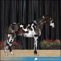 Horse Color:White Spotted Midnight Brown Splash Tobiano 