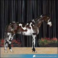 Horse Color:White Spotted Midnight Brown Splash Tobiano 